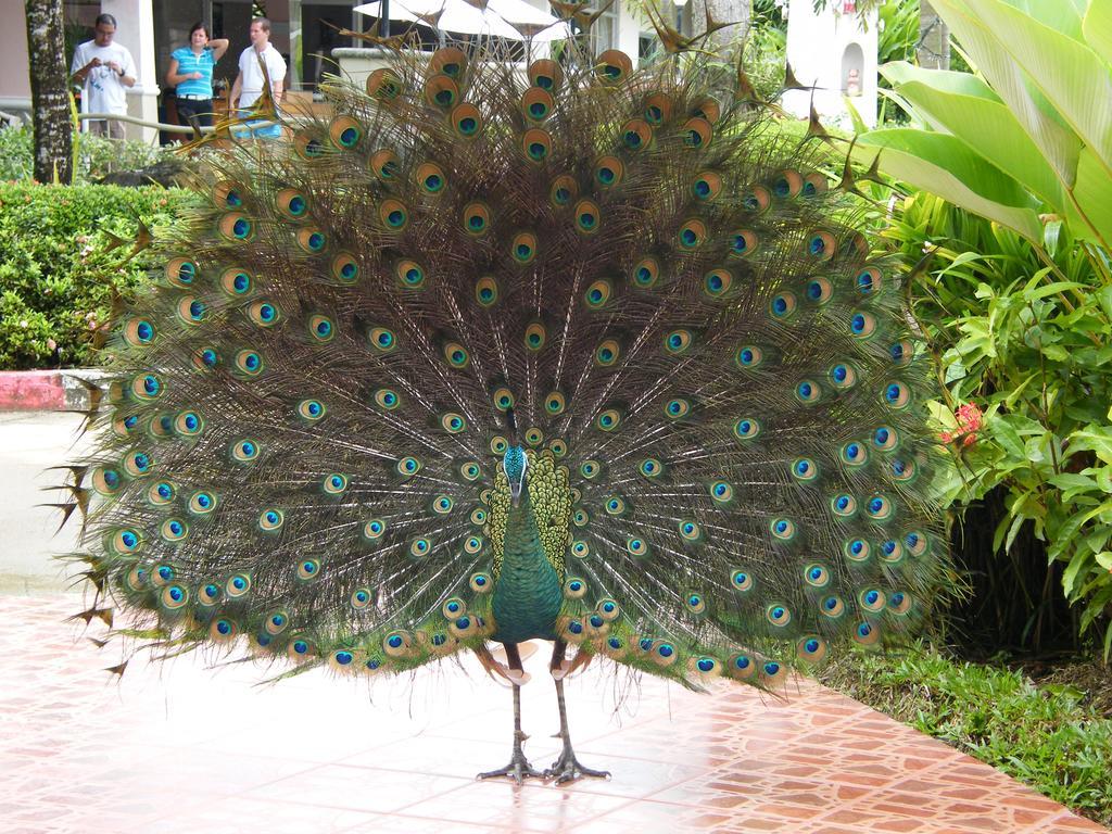 Chang Park Resort Koh Chang Zewnętrze zdjęcie
